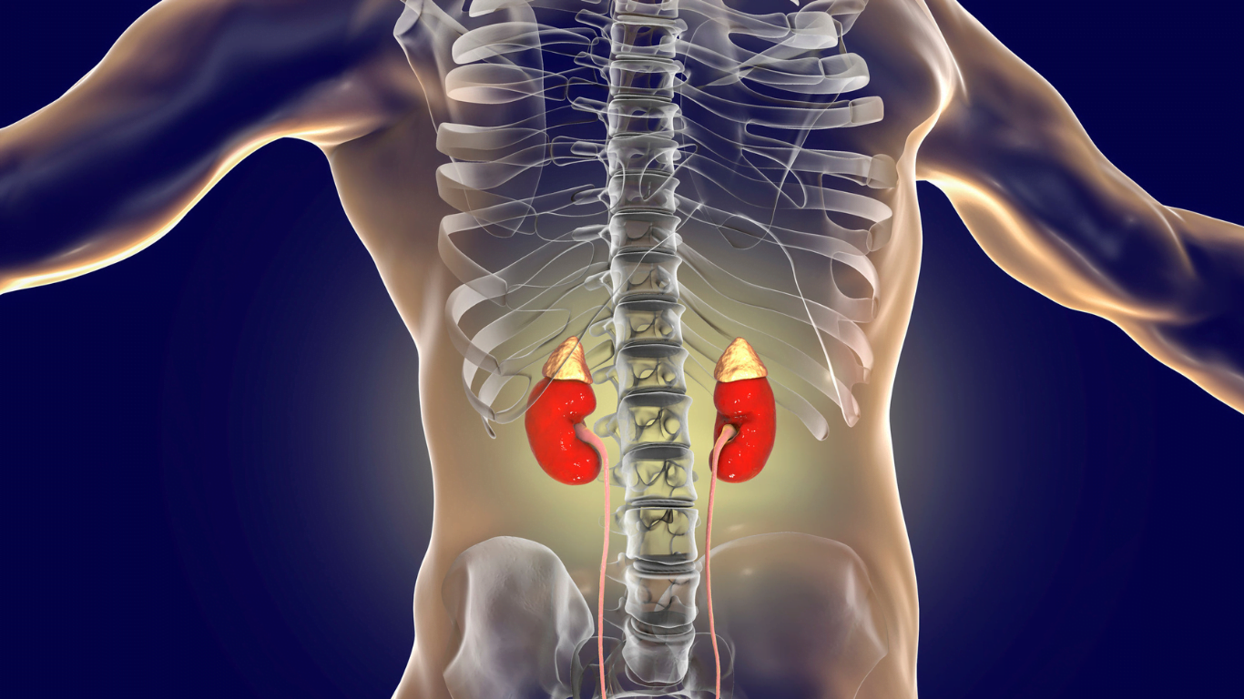 Anabolic steroids and the endocrine system: understanding the hormonal effects