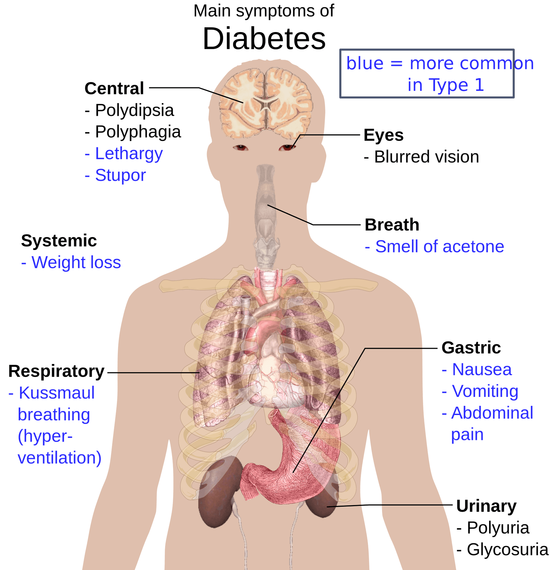 Effects of Anabolic Steroids on the Endocrine System