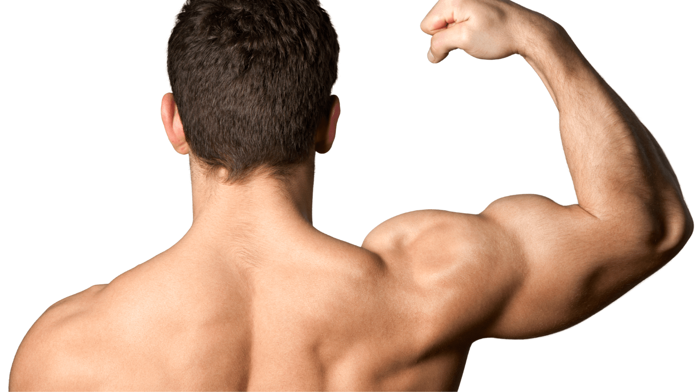 Anabolic steroids and their potential role in the prevention of muscle atrophy during space travel