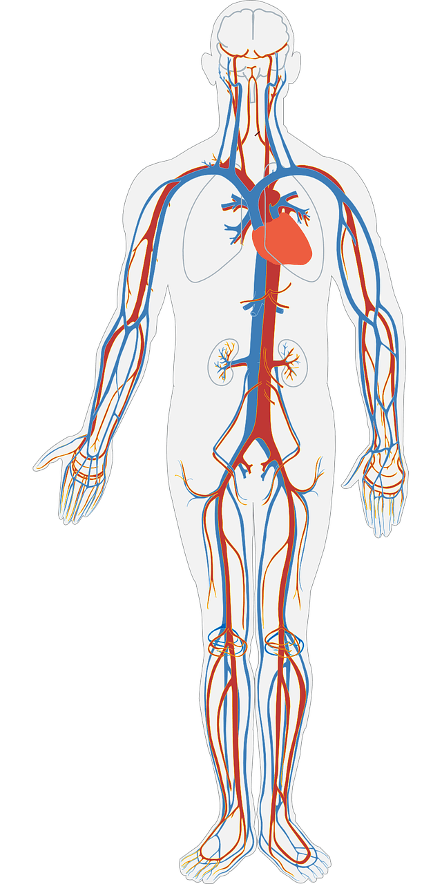 Healing the Heart: Anabolic Steroids in Dilated Cardiomyopathy Treatment