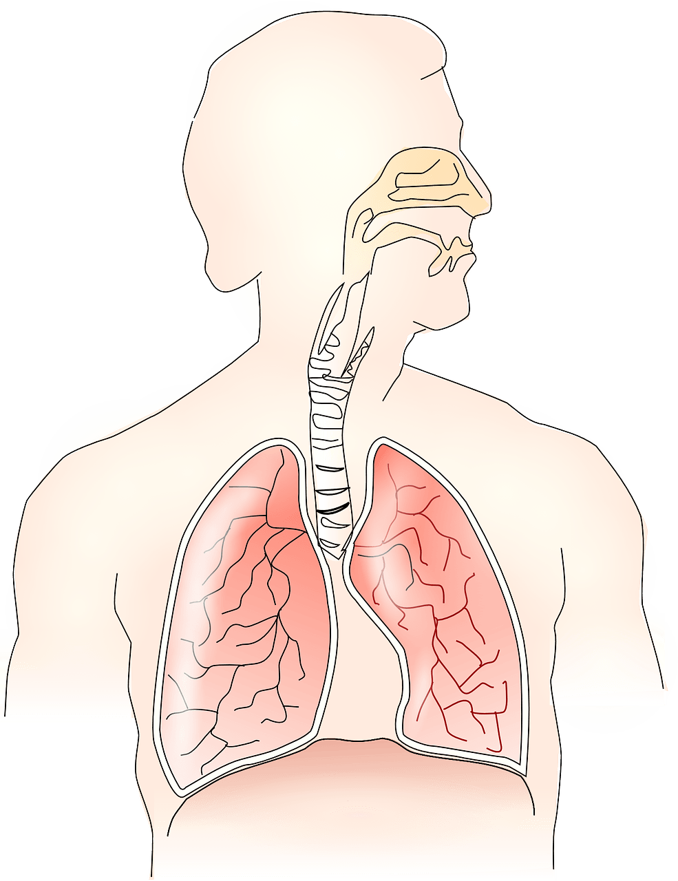 Previous Research on Anabolic Steroids in COPD