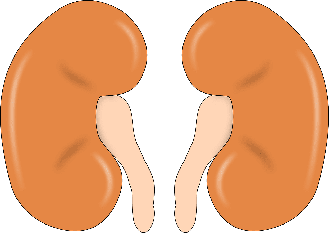 Reviving Renal Health: Anabolic Steroids in Glomerulonephritis Management