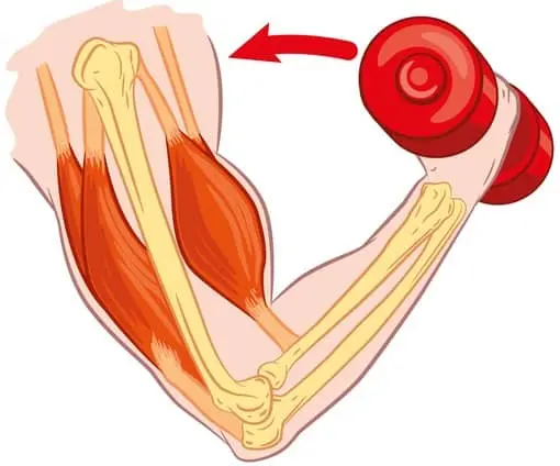 SR-9009 muscle growth benefit
