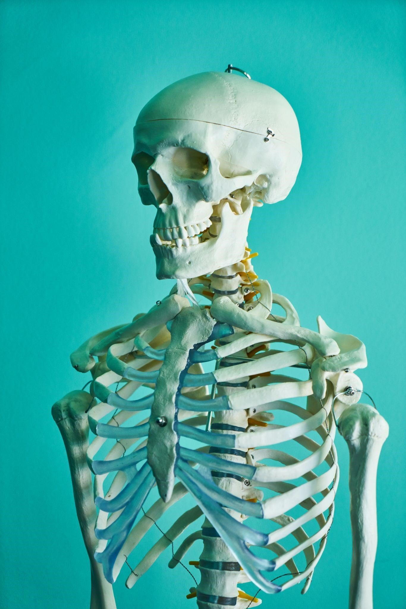 Anabolic Steroids and Bone Density