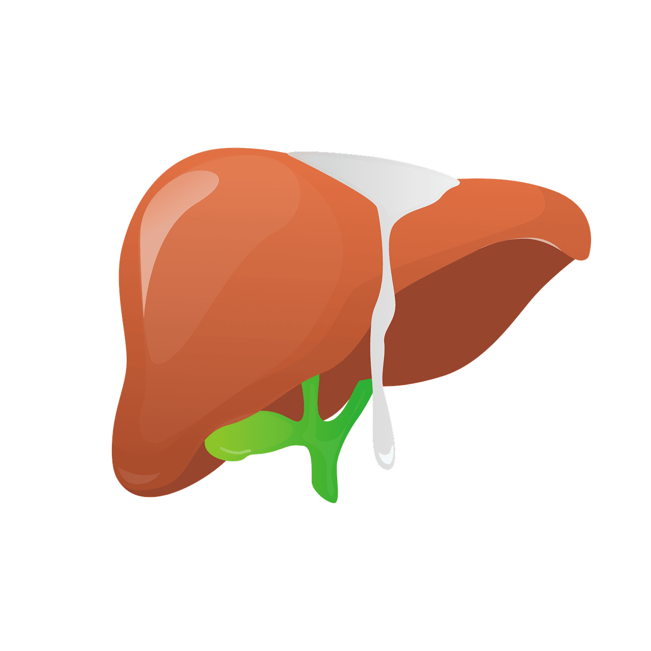 Liver Toxicity and Hepatotoxicity